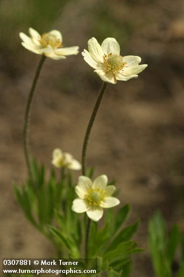 Cut-leaf Anemone (yellow form)