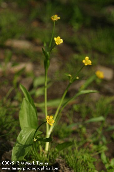 Water Plantain Buttercup