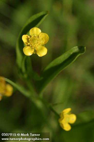 Water Plantain Buttercup blossom & foliage detail