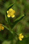 Water Plantain Buttercup blossom & foliage detail