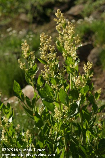 Alpine Knotweed, backlit