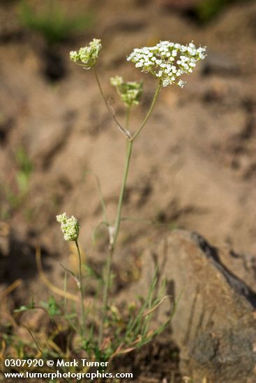 Cusick's Lomatium
