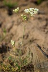 Cusick's Lomatium
