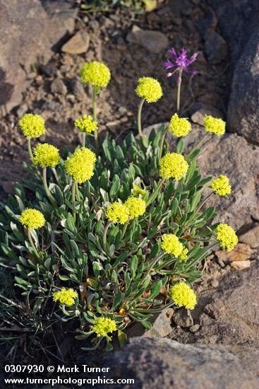 Golden Eriogonum