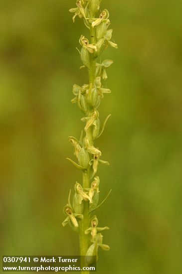 Green-flowered Bog Orchid