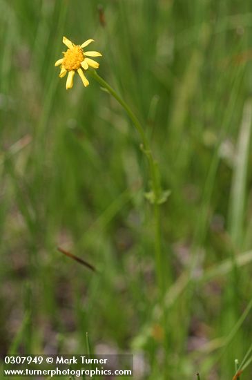 Mountain-marsh Butterweed