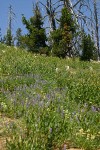 Dry hillside flower meadow w/ Lupines, Knotweed, and Penstemons
