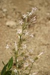 Scarlet Gilia (white form)