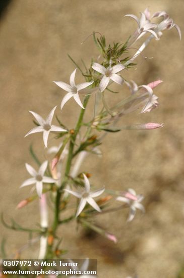 Scarlet Gilia (white form) blossoms