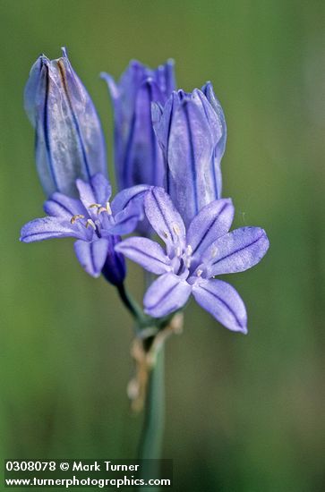 Large-flowered Brodiaea blossoms