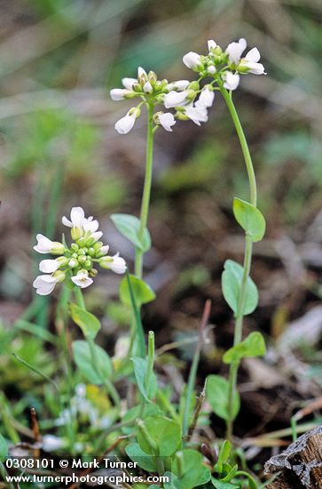 Alpine (Fendler's) Pennycress