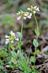 Alpine (Fendler's) Pennycress