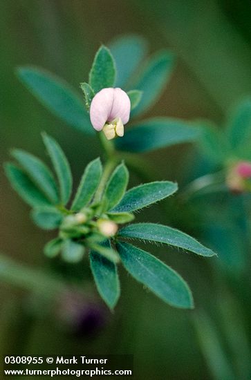 Small-flowered Deer Vetch blossom & foliage detail