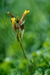 Short-flowered Monkey Flower blossom & foliage detail