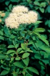 Birchleaf Spiraea blossoms & foliage