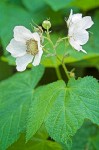 Thimbleberry blossoms & foliage
