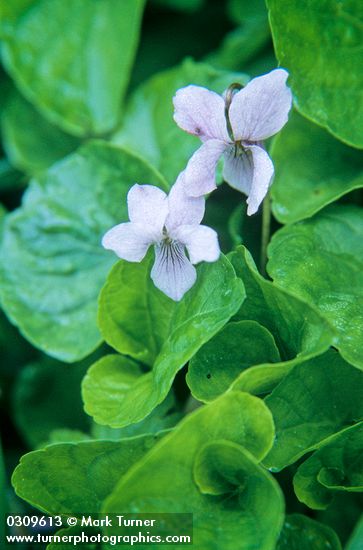 Alaska Violet blossoms & foliage detail