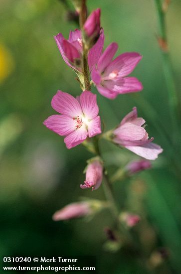 Oregon Checker Mallow blossoms
