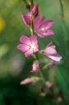 Oregon Checker Mallow blossoms