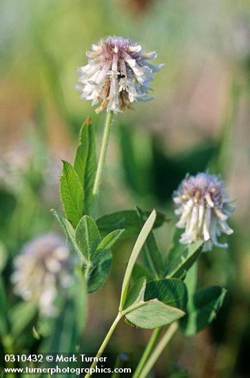 White Sweet Clover blossoms & foliage detail