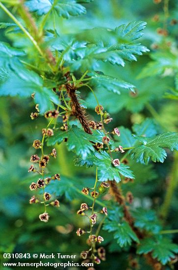 Swamp Gooseberry blossoms & foliage