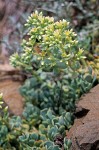 Creamy Stonecrop