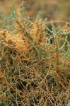 Salt Marsh Dodder on American Glasswort