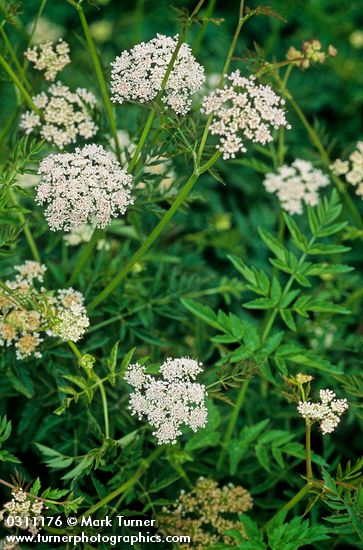 Pacific Water Parsley