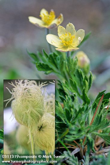 Western Anemone blossoms & foliage