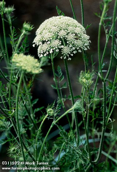 Queen Anne's Lace