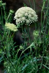 Queen Anne's Lace