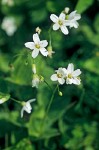 Broad-leaved Springbeauty blossoms