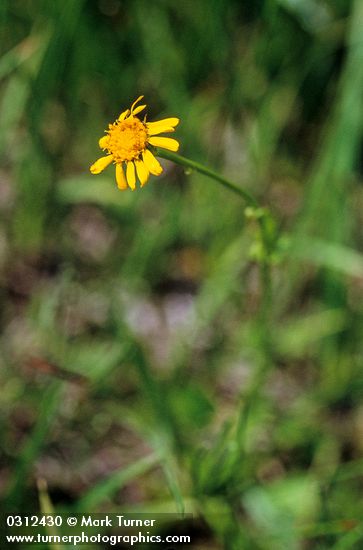 Mountain-marsh Butterweed