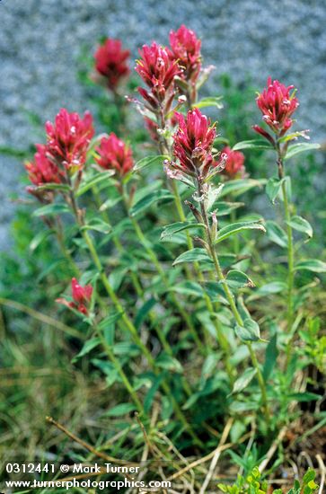 Alpine Paintbrush