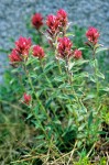 Alpine Paintbrush