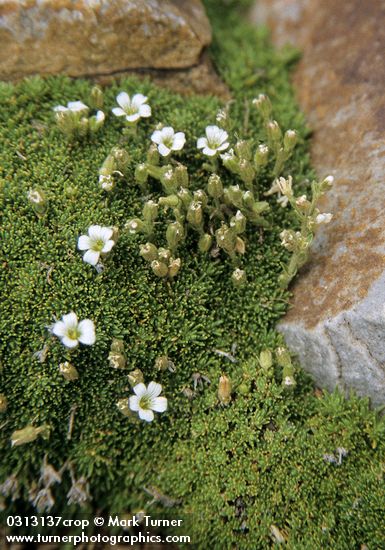 Alpine Sandwort