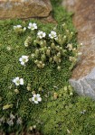 Alpine Sandwort