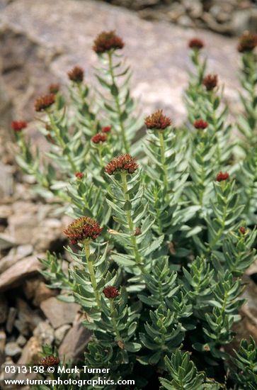 Roseroot (Ledge Stonecrop)