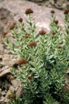 Roseroot (Ledge Stonecrop)