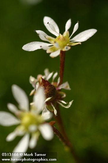 Tolmie's Saxifrage blossoms detail