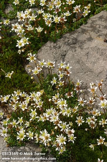 Tolmie's Saxifrage among basalt boulders