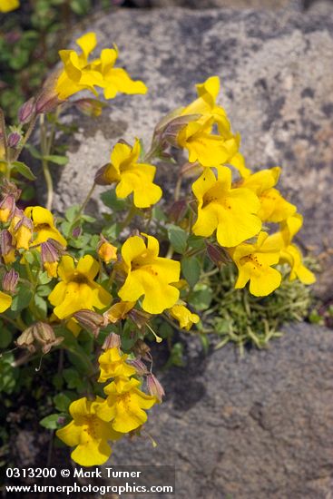 Mountain Monkeyflowers