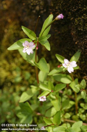 Hornemann's Willowherb blossoms & foliage detail