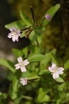 Hornemann's Willowherb blossoms & foliage detail