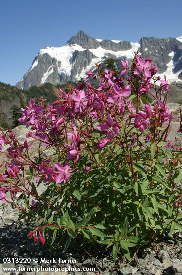 Red Willow-herb w/ Mt. Shuksan bkgnd