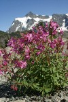 Red Willow-herb w/ Mt. Shuksan bkgnd