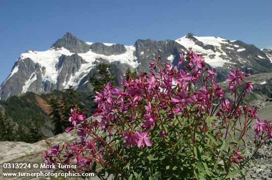 Red Willow-herb w/ Mt. Shuksan bkgnd