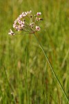 Flowering Rush blossoms