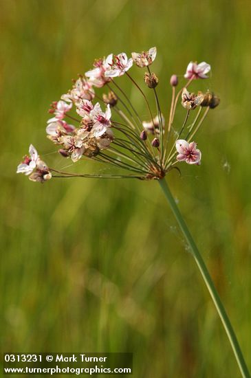 Flowering Rush blossoms detail