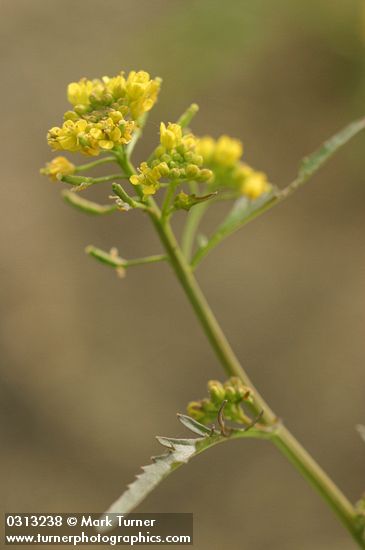 American Winter Cress blossoms detail